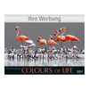 Bildkalender Colours of Life